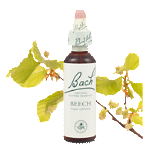 Bach Flower Remedies - Beech (20ml) - Intolerance of people