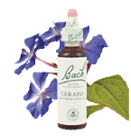 Bach Flower Remedies - Cerato (20ml) - Lack of trust in one's own decisions