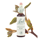 Bach Flower Remedies - Chestnut Bud (20ml) - Failure to learn from mistakes