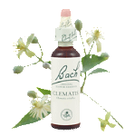 Bach Flower Remedies - Clematis (20ml) - Dreaming of the future without working in the present
