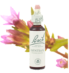 Bach Flower Remedies - Gentian (20ml) - Discouragement after a setback