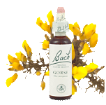 Bach Flower Remedies - Gorse (20ml) - Hopelessness and despair